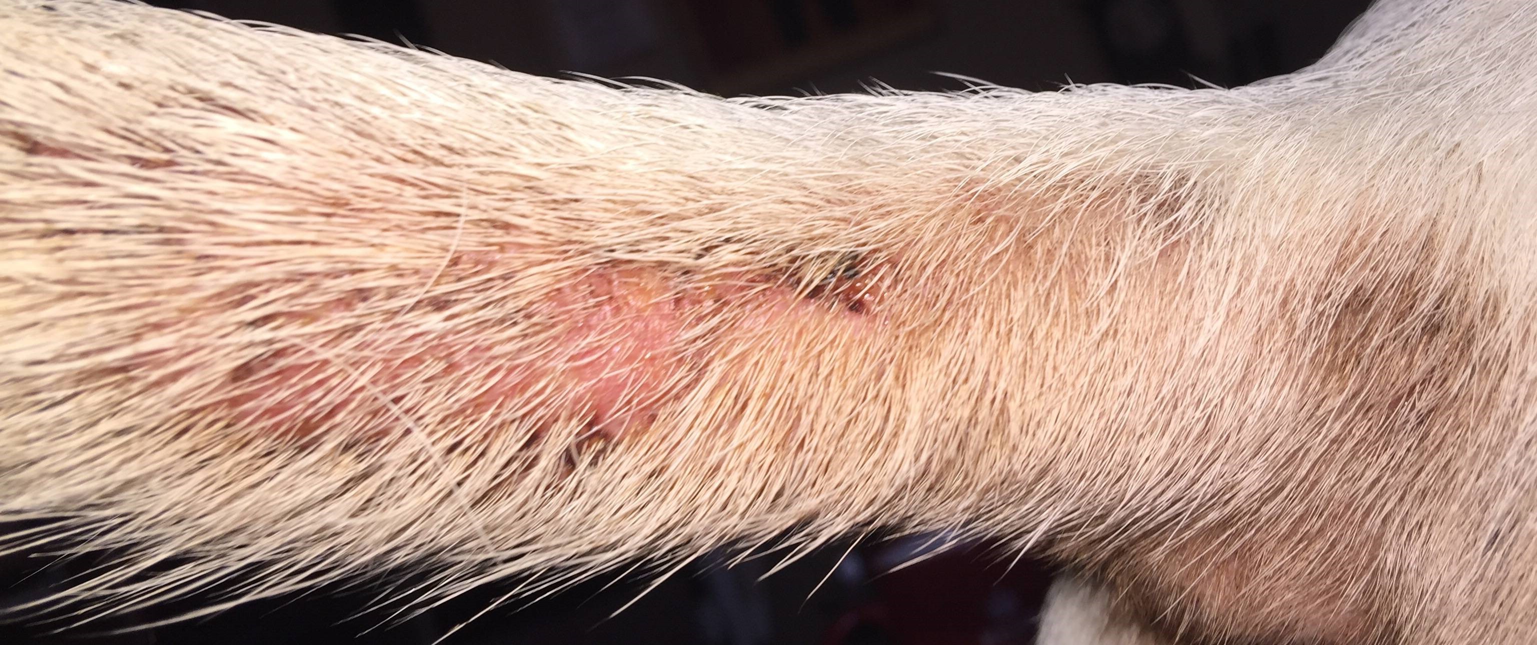 Canine Fleas: Everything You Need to Know - Riva's Remedies